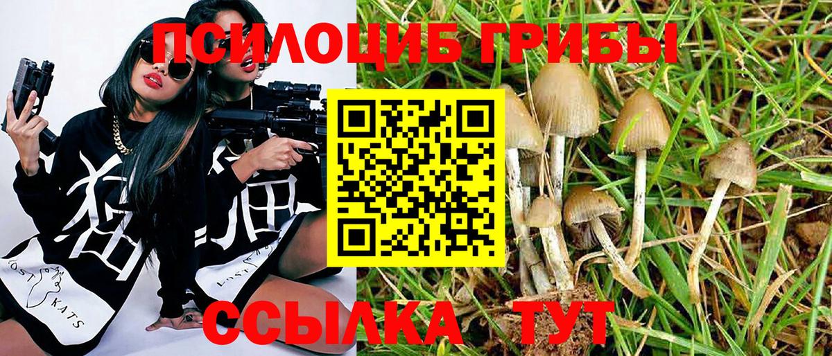 Среднеуральск  Псилоцибиновые грибы Cubensis  Вход с VPN 